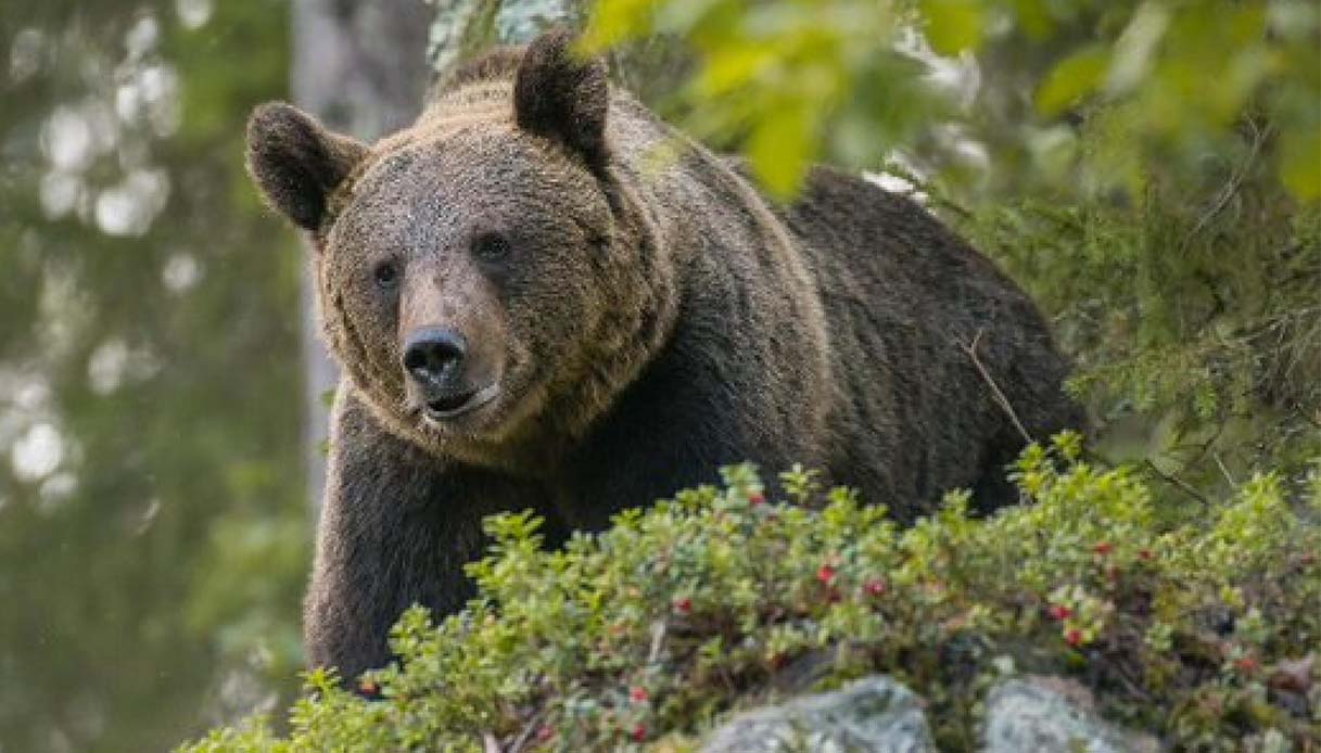 SONDAGGIO Catturata L Orsa JJ4 Che Ha Ucciso Il Runner In Trentino