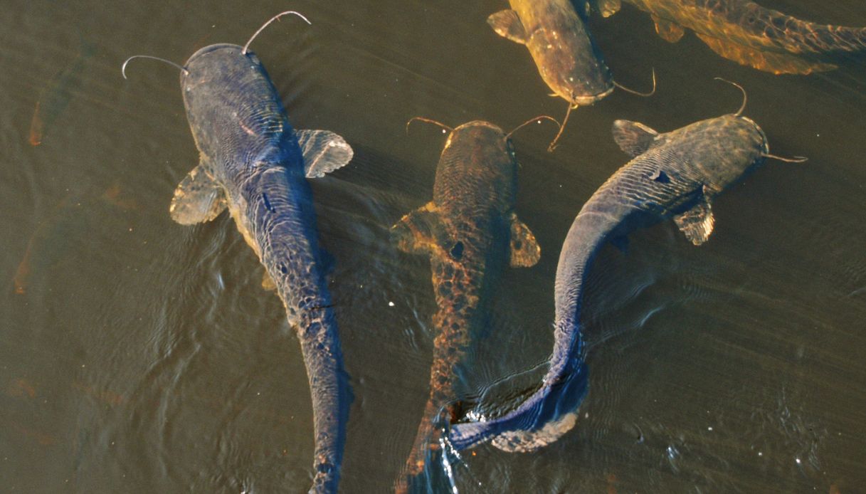 Il Pesce Siluro Sta Distruggendo La Fauna Del Po Maxi Investimento Di