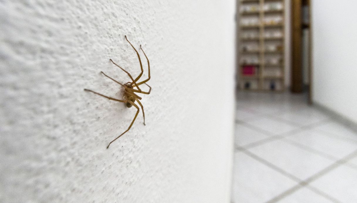 Morso Da Ragno Violino A Roccadaspide Vicino Salerno Finisce In