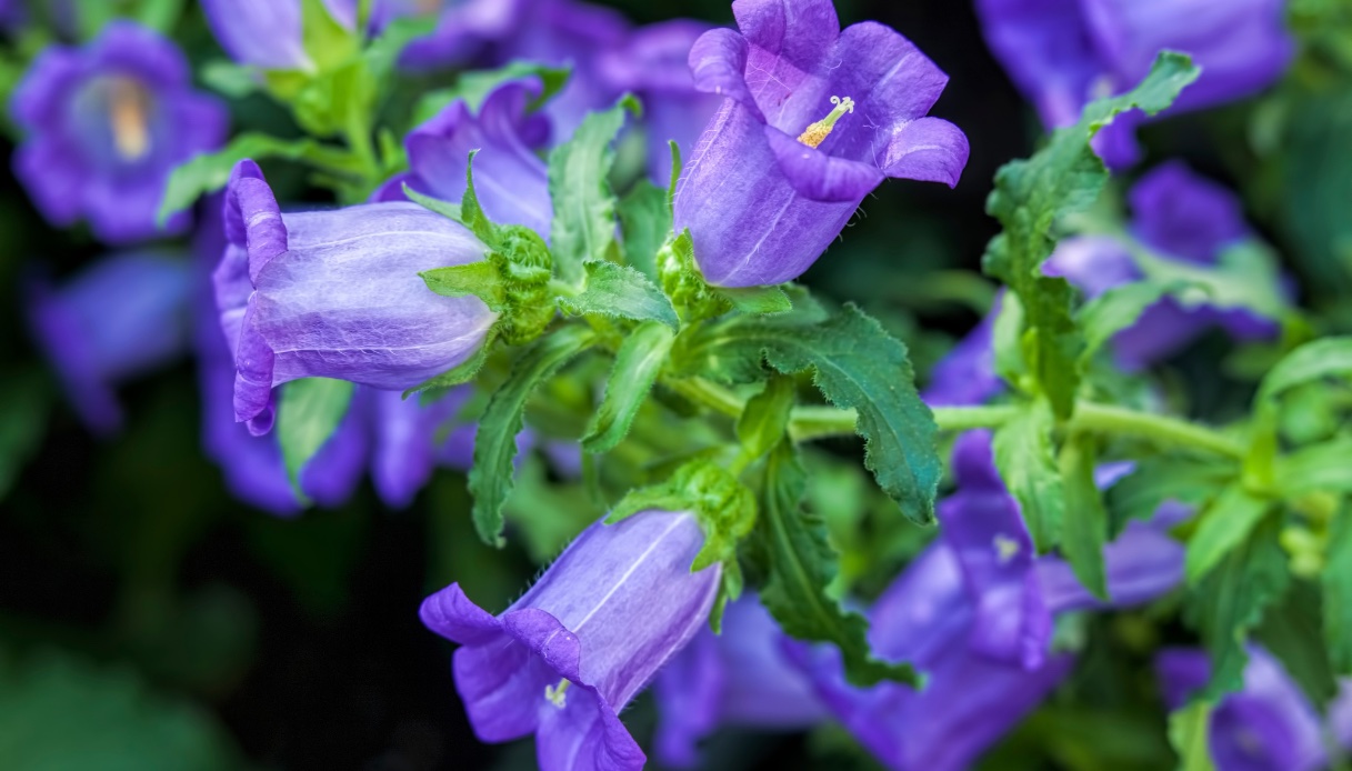 Scoperta In Italia Una Nuova Specie Di Campanula Un Fiore Mai Visto