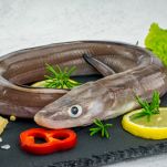 congor,sea eel unprepared with lemon pepper parsley on black board