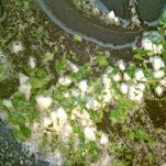 Farfalle e cicale