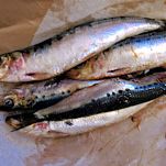 Alborelle in carpione