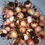 Capretto al forno con muscari