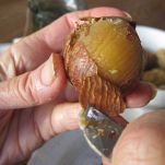 Castagne