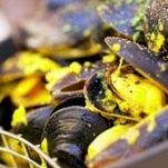 Cozze energetiche