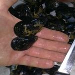 Focaccine alle cozze