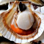 Involtini di capesante e prosciutto