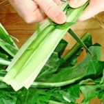 Minestra di catalogna