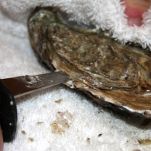 Ostriche alla New Orleans