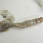 Risotto alle canocchie