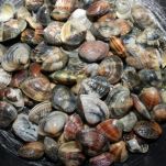 Risotto alle telline