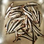 Sarde all&#8217;anconetana