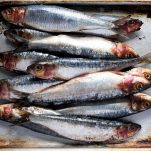 Sarde all&#8217;anconetana
