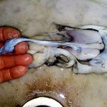 Spaghetti con le seppioline