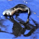 Spaghetti con le seppioline