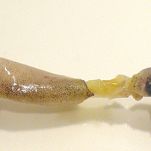 Stufato di seppie alla greca