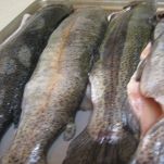 Trota iridea con salsa olandese