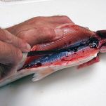 Trote del Garda bollite