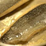 Trote del Sesia in carpione