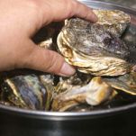 Vellutata di ostriche