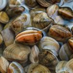 Vongole alla Napoletana