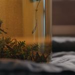 Macerazione erbe in alcol all'interno di un barattolo di vetro