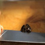 Orata con patate e zucchine