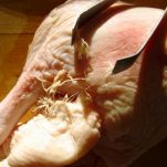 Petto d’anatra al cioccolato