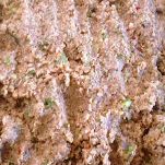 Polpette di vitello al burro