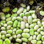 Purea di fave al limone