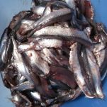 Acciughe alla piemontese