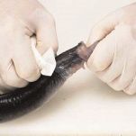 Anguilla in umido alla piacentina