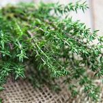 Antipasto di pesce in gelatina