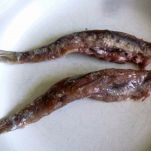 Cappone alla calabrese