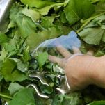 Conchiglie con cime di rapa