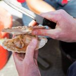 Consommè di pesce con capesante