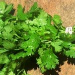 Crepes ai gamberetti