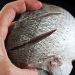 Dentici al radicchio rosso