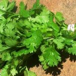 Filetti di sogliola al curry