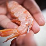 Gamberoni in salsa satay