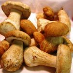 Garganelli con funghi e zucchine