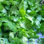 Involtini di pesce spada al verde con il Bimby