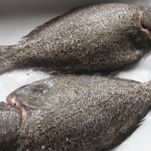 Involtini di sogliola con gamberi