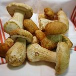 Trote ai porcini
