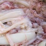 Zuppa di lucertole marine