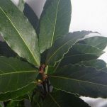 Zuppa di lucertole marine