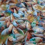 Padella con le vongole che si aprono