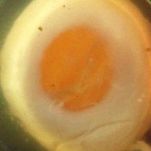 Aspic di pollo alla Viennese