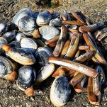 Spaghetti alle vongole e cannolicchi